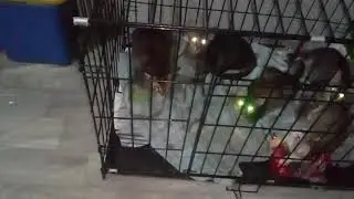 A Night Vision of Cats Eyes #shorts