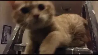 Видео про Мурзика