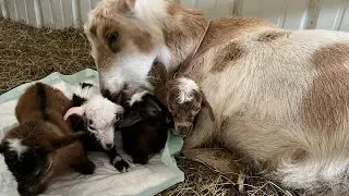 Baby goat check up | update on the huge pasture | goat graveyard | cutting mint in the dark for soap