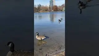Finding Ducks in NYC Central Park