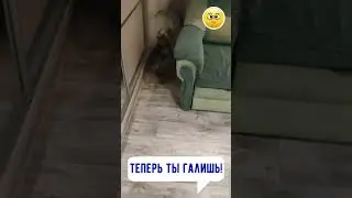 🐶 Теперь ты галишь 😀 
