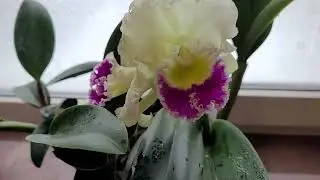 Орхидея с острова Бали.