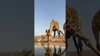 В мире животных.