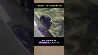 Gorilla Saves Boy❤️#shorts
