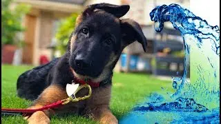 German Shepherd Puppy PLAYING IN DOG POOL!
