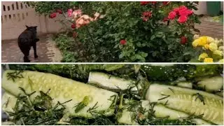 Приморское. 19 июня. БЫСТРЫЕ ПИКАНТНЫЕ ОГУРЧИКИ. Дождь идёт с ночи...
