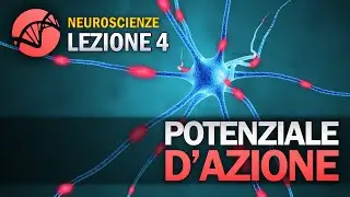 Action Potential | NEUROSCIENCE - Lesson 4