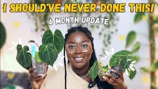 I'm Never Doing This AGAIN!😥🌱 | Anthurium Seedling Updates💕