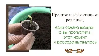 Пропустили момент всхода огурцов, и рассада вытянулась? Есть простое и эффективное решение