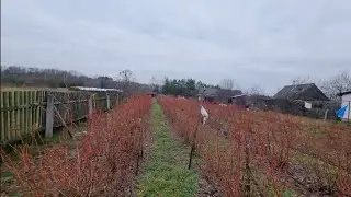 Как нужно обрезать голубику