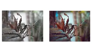 Colour grade your pictures less than 1 minute Photoshop tutorial