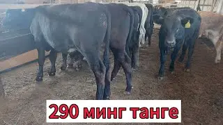 КАЗАХСТОНДАН СОТУВДЕГИ АНГУС АВЛИКОЛ ГЕРЕФОРД БУКАЛАР  903057667 901550444