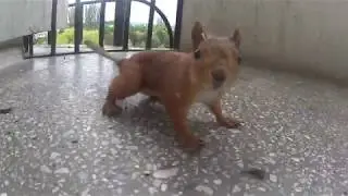 белка
