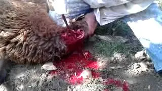 Kurban Kesimi