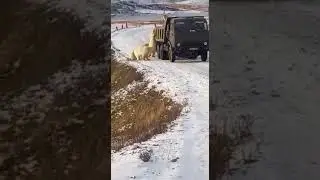 белые медведи наступают