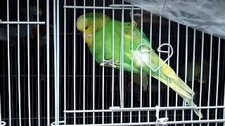 Naughty English Budgie