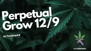 Prepetual Grow 12-9 | Octogrower