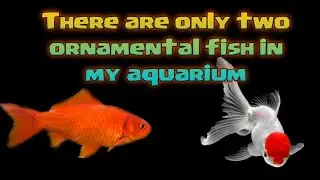 There are only two ornamental fish in my aquarium