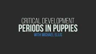 Michael Ellis on Critical Development Periods in Puppies
