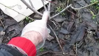Обрезка персика.  Формировка кустом, продолжение.