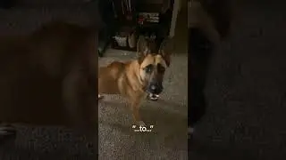 She might want to go for a walk 😂 #dog #dogshorts #shorts #youtubeshorts #youtube #funny #viral