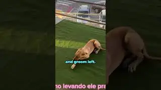 Dog Gets Adopted At A Wedding 🥺