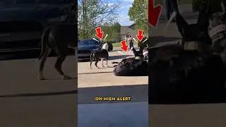 The Dogs Knew Something Was Wrong 