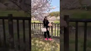 ទៅមើលផ្កាsakura