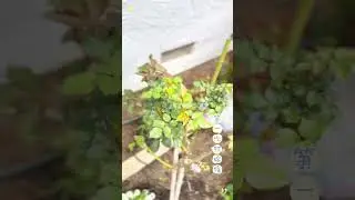 成功了，第一次玩嫁接 #rose #月季嫁接