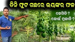 ତିନି ଫୁଟ ଗଛରେ ଭୟଙ୍କର ଫଳ || Papaya Farming In Odisha.