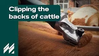 Masterclip Hunter Cattle Clipper with A2 blades - clipping the backs of Limousin x Simmental