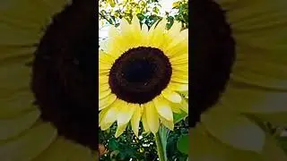 Нападение шершня ...#подпишись #дача #образование