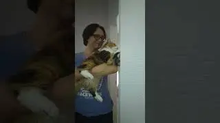 Funny Kitty Want To Investigate