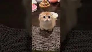 Tiny Fluffy Kitten 😭 #kittycat #cutebaby #kitten #babyanimals