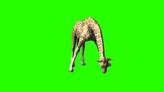 Giraffe || Green screen giraffe || giraffe eat || drinking water giraffe || giraffe green screen eat