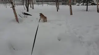 pug runs after the crow in the snow