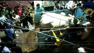 bankra munshidanga Howrah .EID KA COW 🐮. 2021 .watching the video