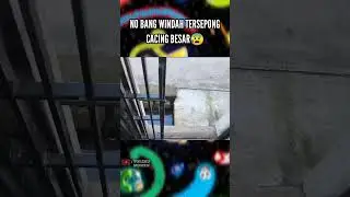 NOO BANG WINDAH DISEPONG CACING BESAR! Windah Basudara