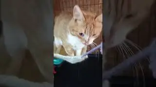 Ласковый котик   