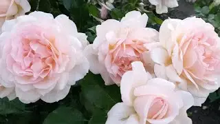 Чандос Бьюти и её подружки!