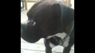 Very Guilty Boxer Dog