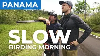 Slow Birding Morning. Can We Save It? | Panama Episode 1 | Field Guides