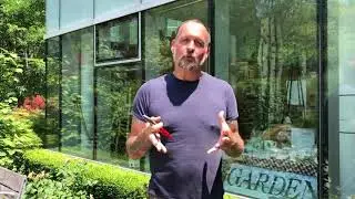 How to prune your roses