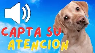 SONIDOS para CAPTAR LA ATENCION DE TU PERRO
