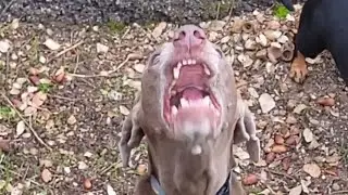 Encurralado por cães raivosos ⚠️