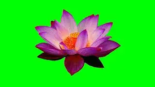 Zoom In Lotus Flower Green Screen Copyright Free
