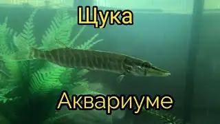Щука в аквариуме + глупый лайфхак
