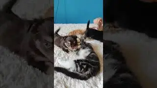 Котята и щенята