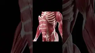 Мыщцы