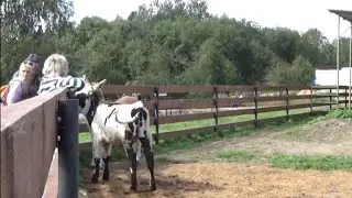 Пёс Петя и телёнок Миша живут по соседству🐕🐄🐾 ПАРК ЗЕМЛЯ ПРАЙДА 🌿